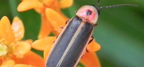 firefly on butterfly milkweed flower