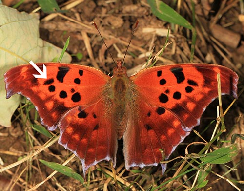 Question Mark Butterfly: One of our earliest flying butterflies
