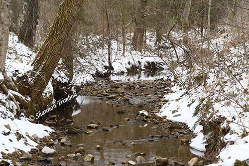 Nature-related Discoveries in My Yard and Community – February 2021