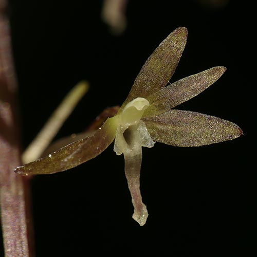 Cranefly Orchid: A cryptic native orchid