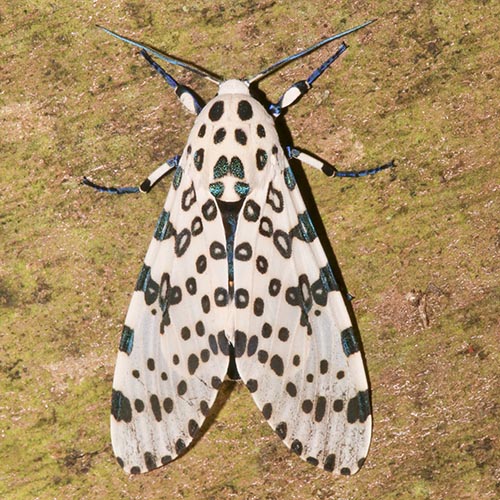Giant Leopard Moth: Cousins of the Much-Loved Wooly Worm
