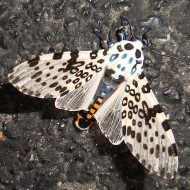 Giant Leopard Moth: Cousins of the Much-Loved Wooly Worm