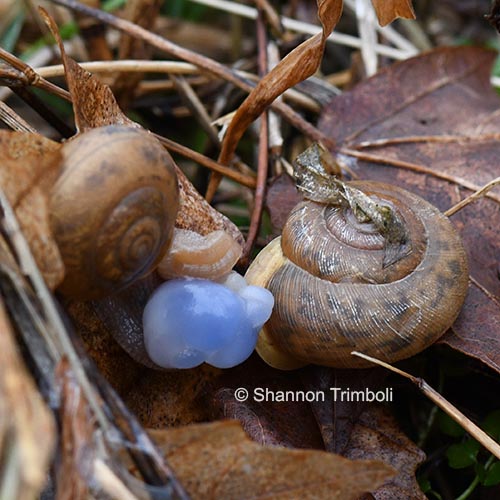 Nature-related Discoveries in My Yard and Community – March 2021