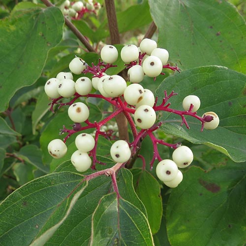Attract Songbirds by Planting Native Trees and Shrubs that Produce Berries
