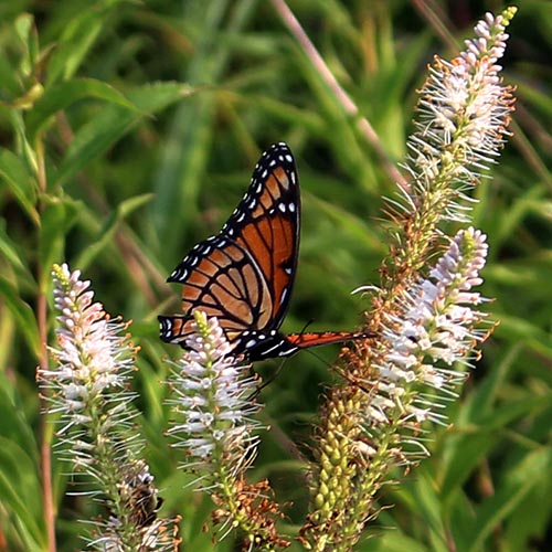 Culver’s Root: Providing a Summertime Bounty of Nectar and Pollen