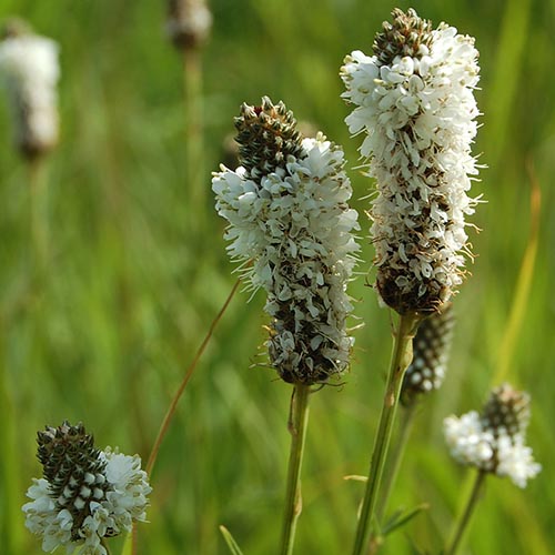 White Prairie Clover: A mid-summer nectar and pollen source for bees