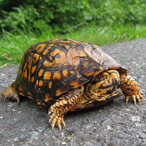 Common Box Turtles: Our Most Common Backyard Turtle Visitor