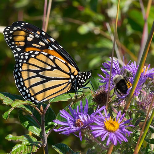 New England Aster: A Beautiful and Diverse Native Wildflower