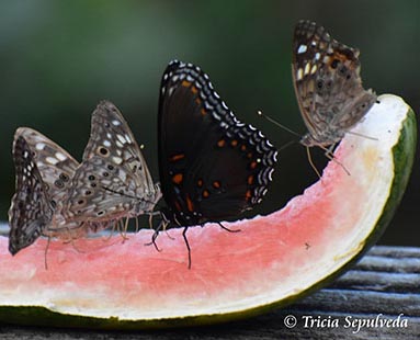 Attract Butterflies with Overripe Fruit and Melon Rinds