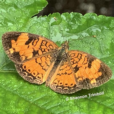 Recent Nature-related Discoveries in My Yard and Community