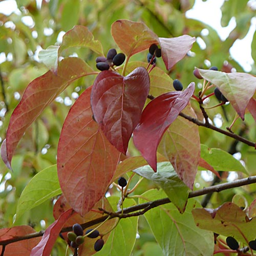 Black gum: A wonderful wildlife tree that also works well in landscaped settings