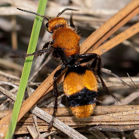 Eastern Red Velvet Ants: Doesn’t Kill Cows and Isn’t an Ant