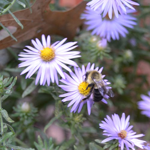 Remember the Shoulder Seasons when Planting for Pollinators
