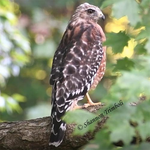 Recent Nature-related Discoveries in My Yard and Community