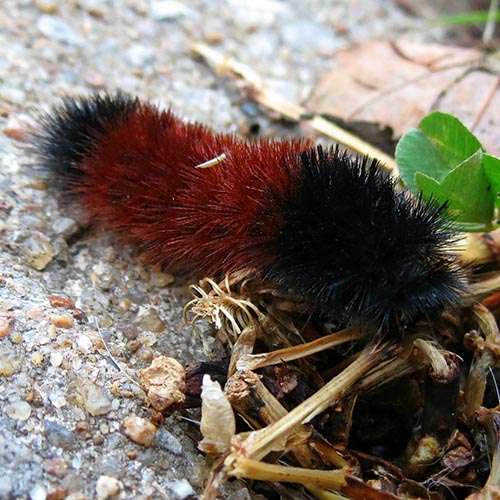 Woolly Worms or Woolly Bears: Winter Weather Forecasters?