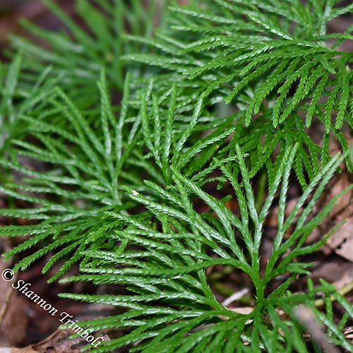 Ground Cedar: A Unique Evergreen Groundcover of Eastern Forests