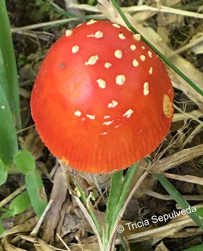 Nature-related Discoveries in My Yard and Community – October and November 2021