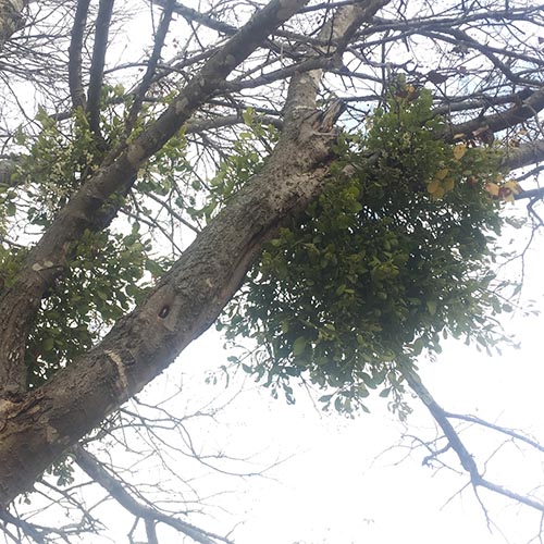 American Mistletoe – A Holiday Plant Enjoyed by Pollinators and Wildlife