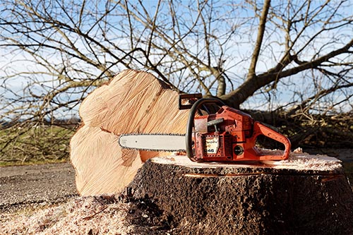 If You Need to Cut Down a Tree, Do It in the Winter