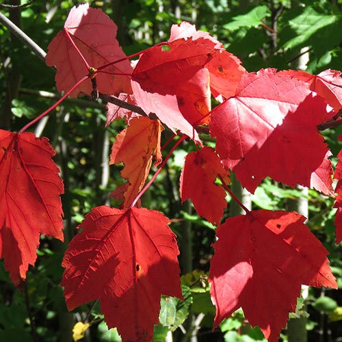 Red Maple: An Early Source of Nectar and Pollen