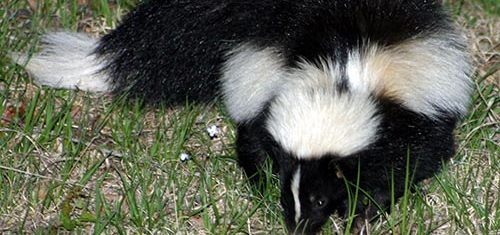 Striped skunk foraging at dusk