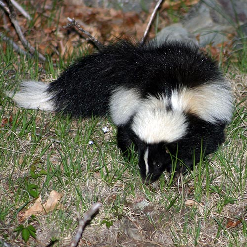 The Striped Skunk: A Common Visitor to Backyards