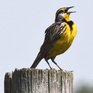 Eastern meadowlark singing