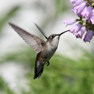 Ruby-throated hummingbird drinking from obedient plant flowers