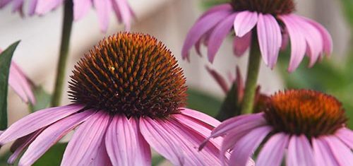Purple coneflowers next to house