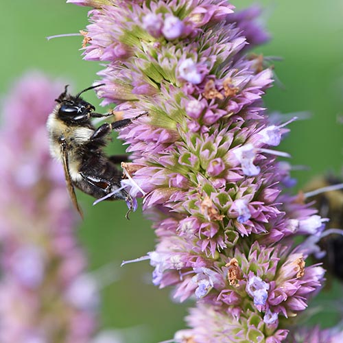 Anise Hyssop: A Long-lasting, Summer-blooming Bee Magnet