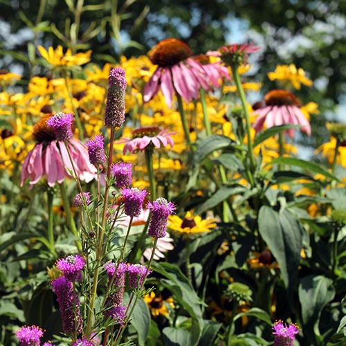 Understanding a Common Saying When Growing Native Plants