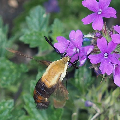 Bumblebee moth: The moth that looks like a hummingbird and a bumble bee had a baby