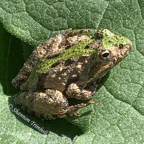 Recent Nature-related Discoveries in My Yard and Community – April and May 2022