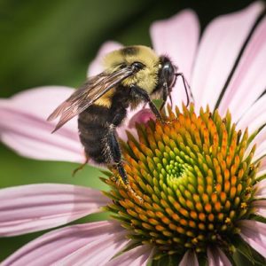 Bumble bee on purple coneflower