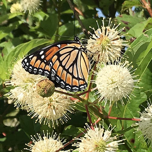 Buttonbush: A summer extravaganza for pollinators