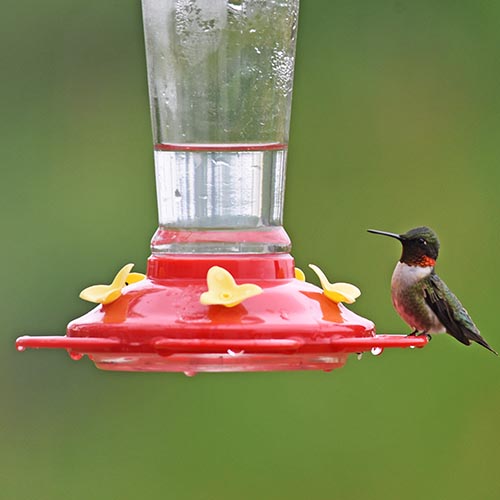 10 Tips for Feeding Hummingbirds: Hummingbird Feeder Safety and Beyond
