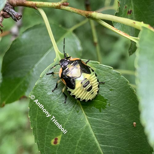 Recent Nature-related Discoveries in My Yard and Community – June and July 2022