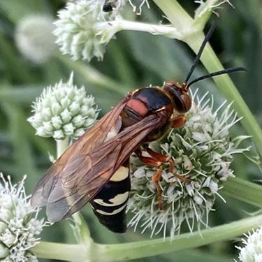 Cicada Killers: Not as Menacing as They Appear