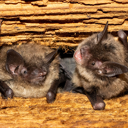 5 Things to Consider Before Buying or Putting Up a Bat Box