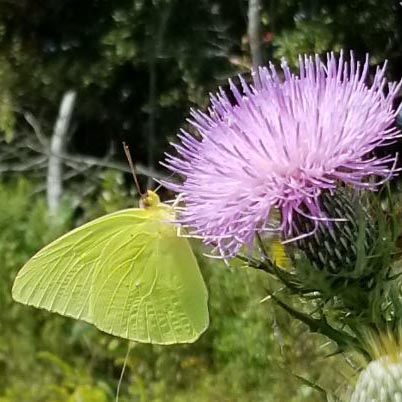 Cloudless Sulphur Butterfly: A Common Fall Migrant