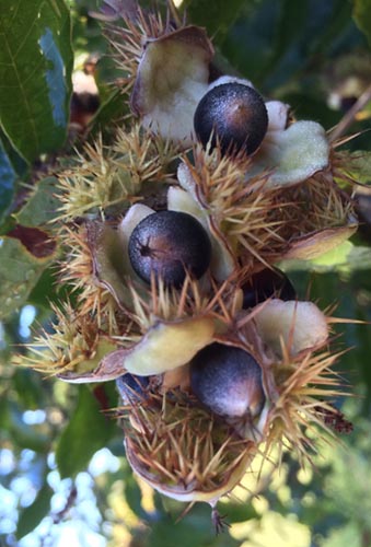 Allegheny Chinquapin: An underutilized but excellent nut producing shrub