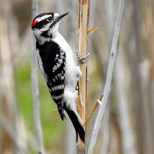 Downy Woodpecker: Our smallest woodpecker and a common backyard visitor