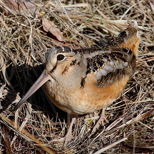 American Woodcock: Sky Dancers of Early Spring