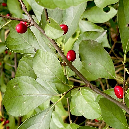 Spicebush – A Native Shrub with Plenty to Like