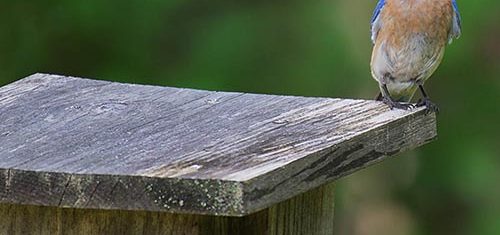 Eastern bluebird on a birdhouse