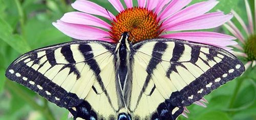 Tiger swallowtail butterfly on purple coneflower