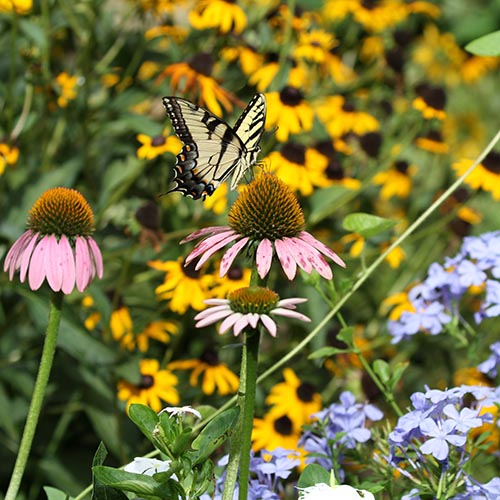 Why Are Some Native Plants Unavailable Early in the Season?