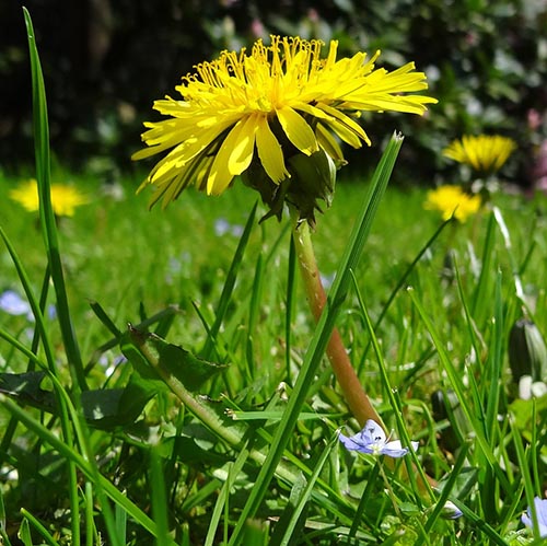 Should I Mow My Yard in May? The No Mow May Debate