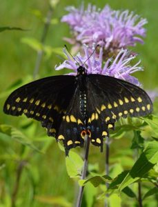 Black swallowtail on bergamont flowers