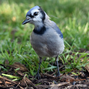 Blue jay